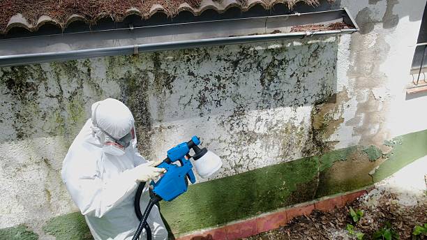 Trusted Mold Inspection service in Grant, MN - Cheap Mold Removal